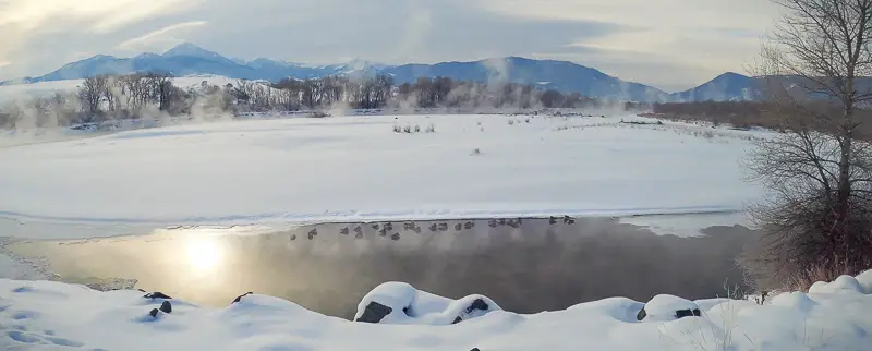 Geese shelter in open water of Yellowstone River during virtual treadmill walk