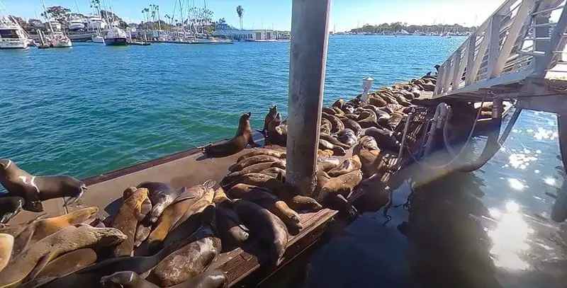 Sea Lions lounging on dock in Marina Del Rey