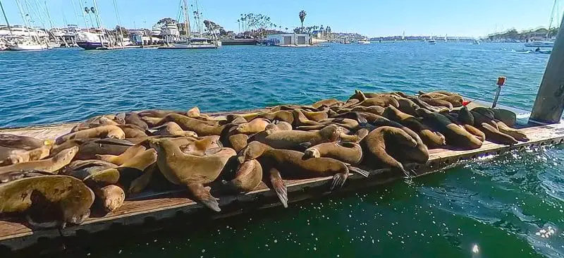 Sea Lions on dock in Marina Del Rey