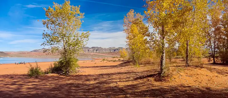 Fall foliage on red sand beach in Sand Hollow State Park in Utah