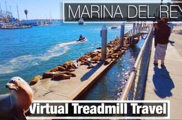 Seals on the dock at Marina Del Rey in California