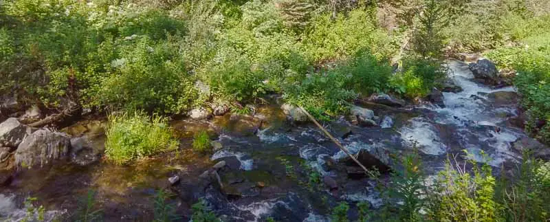 Lava Creek flows amongst the ferns where city walks live