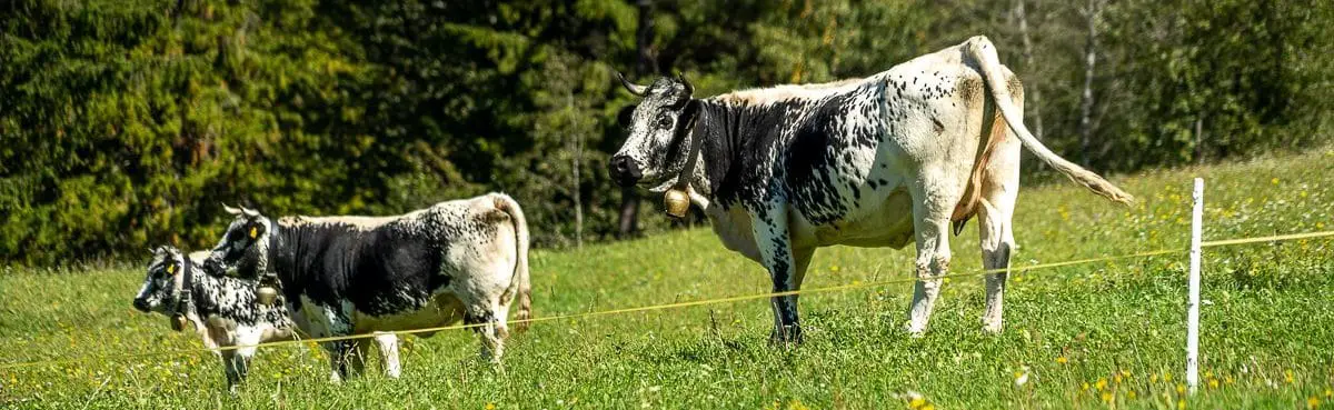 Cows in a field outside Ortisei, Italy