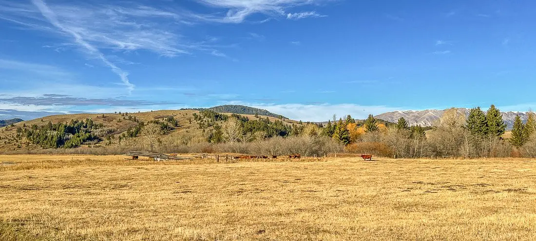 Cows in field