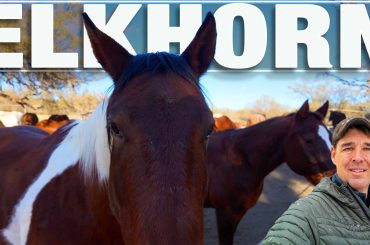 Horses of Elkhorn Guest Ranch where our virtual walk takes place