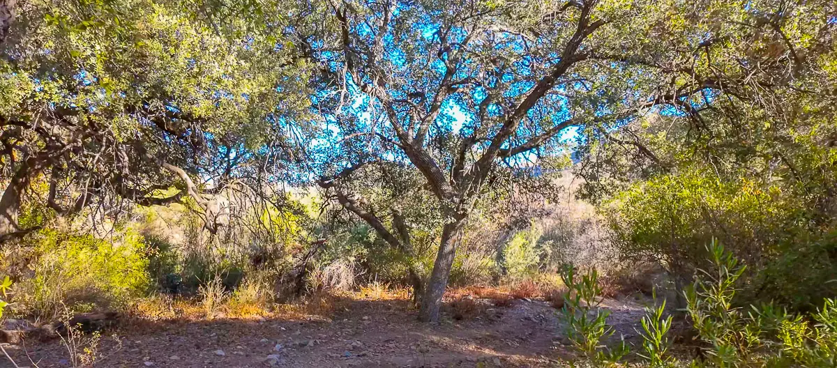 Amongst the desert oaks on our virtual walk. 