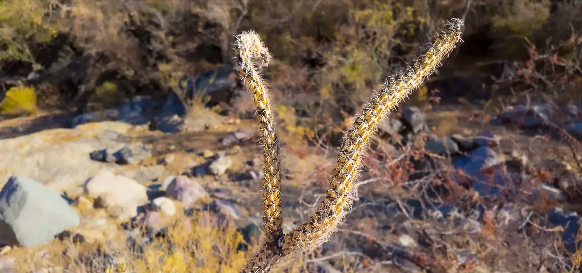 Closeup of Chollo cactus on the virtual walking tour