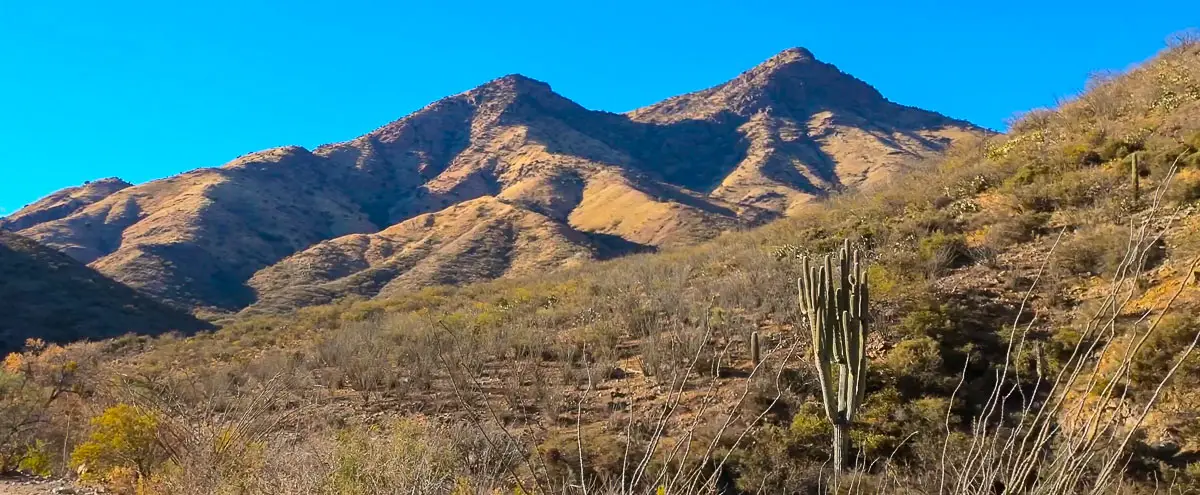 Saguaro cacti and mountain peaks during the virtual walk in the desert